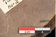 Foto (Detailsansicht) von Quercus palaeoilex Ettingshausen (NHMW-GEO-2024-0188-0752)
